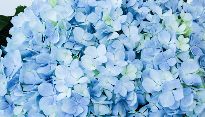 绣球花的花语是什么