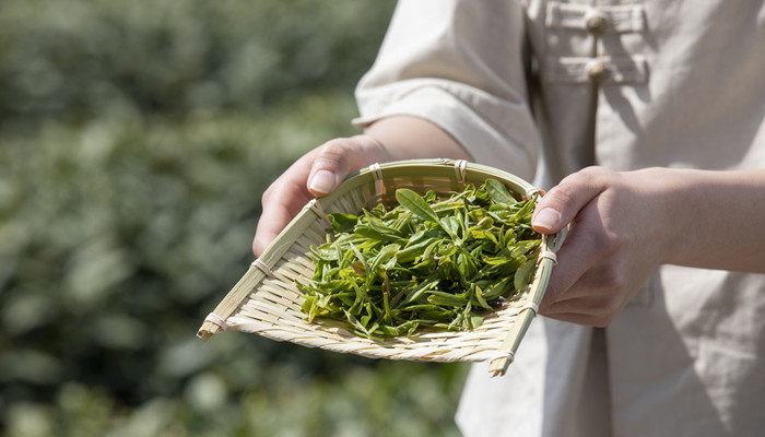 大方茶叶是什么茶 大方茶属于什么茶