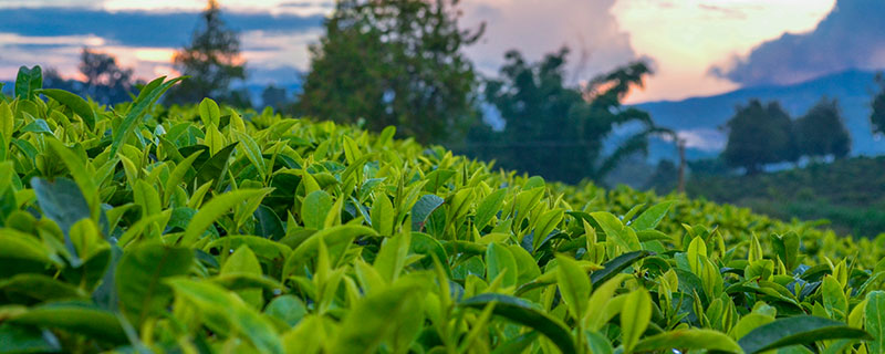 乌龙茶是什么茶 乌龙茶属于什么茶