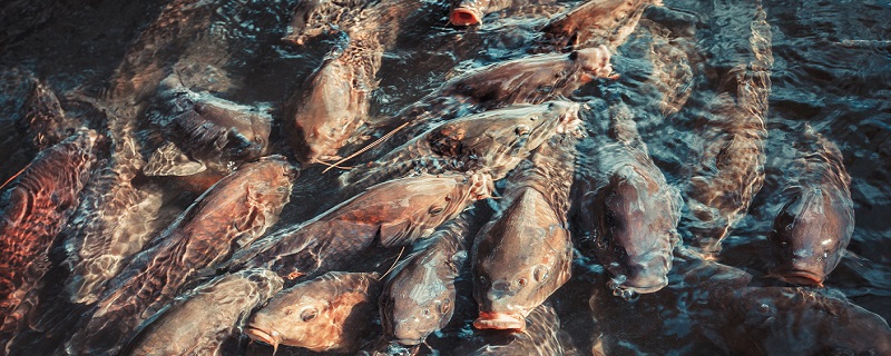 非洲肺鱼的特点 非洲肺鱼的特点是什么