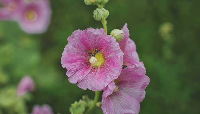 室内养殖芙蓉花要注意什么
