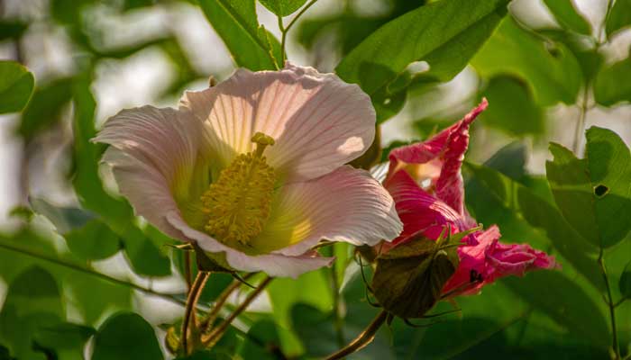 室内养殖芙蓉花要注意什么