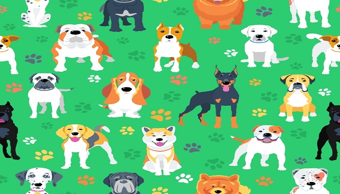 澳洲牧牛犬的优缺点 澳洲牧牛犬的优点和缺点有什么
