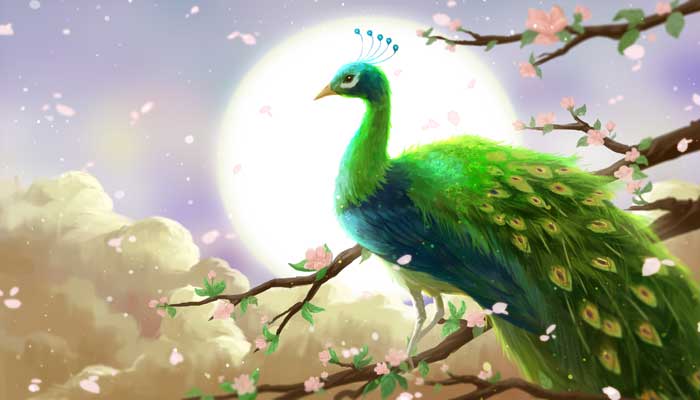 孔雀的生活习性  孔雀的生活方式和特点