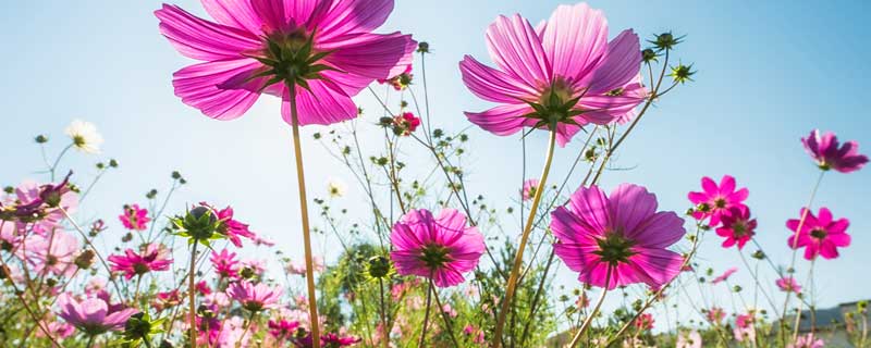 格桑花的寓意 格桑花的寓意和花语 