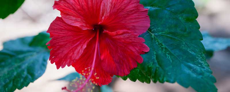 室内养殖芙蓉花要注意什么