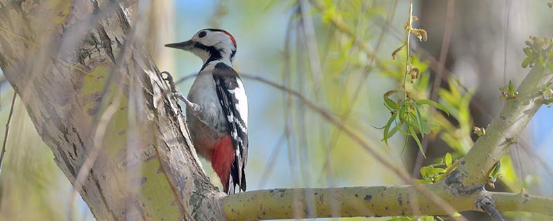 啄木鸟的习性 啄木鸟的习性是什么