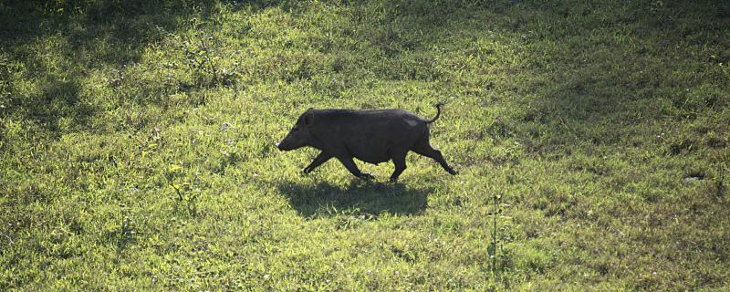 山猪是否属保护动物 山猪是保护动物吗