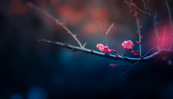 梅花代表什么象征意义