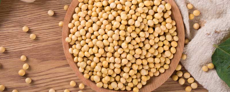 黄豆和毛豆是不是一种东西 黄豆和毛豆是一种东西吗