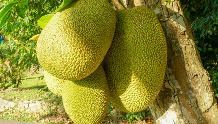 菠萝蜜怎么剥 菠萝蜜怎么剥皮小窍门