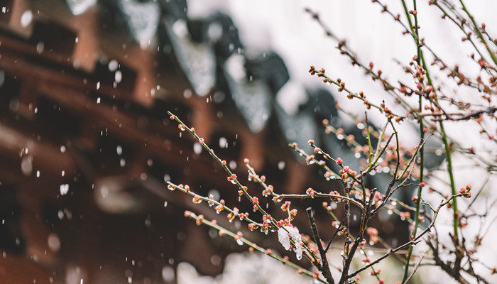 雪是怎样形成的 雪是经过什么形成的