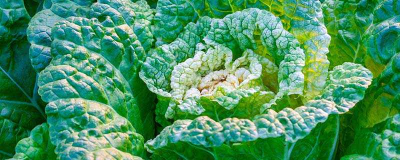 什么是十字花科蔬菜 十字花科蔬菜是什么意思