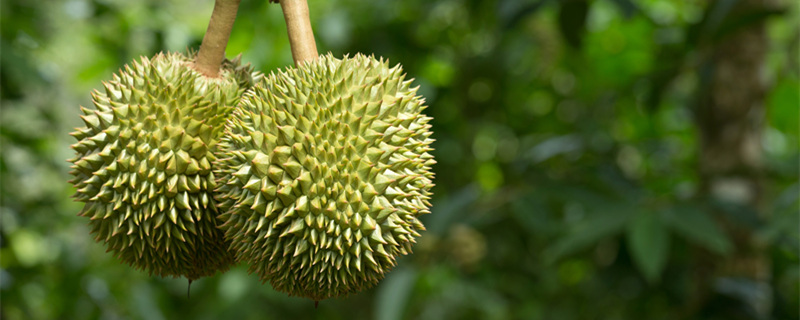 榴莲核能种吗 榴莲果核能种吗
