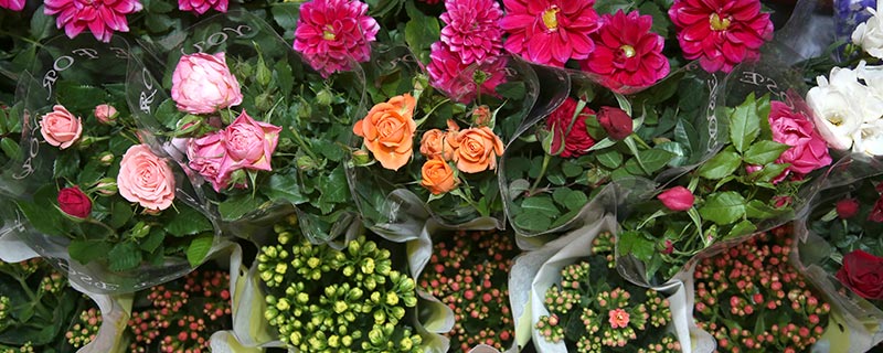 昆明花市场在哪里 昆明花市场地址