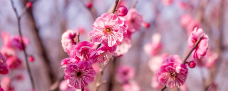 梅花开了怎么发朋友圈 梅花开了发朋友圈的文案