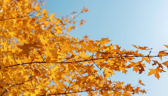 金秋时节的意思是什么 金秋时节指的是几月份