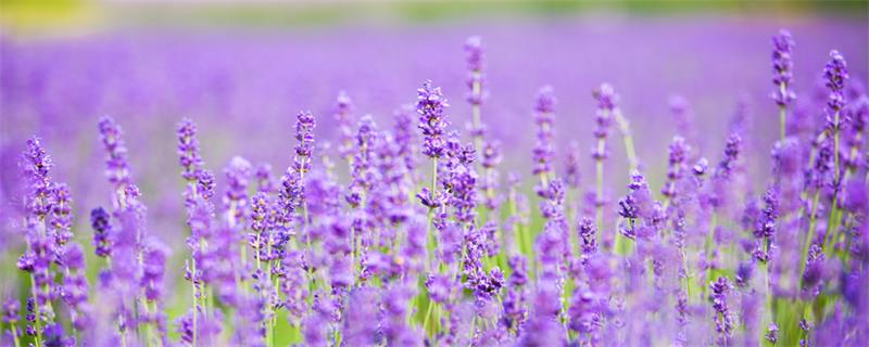 东风是什么季节 四个季节分别是什么风