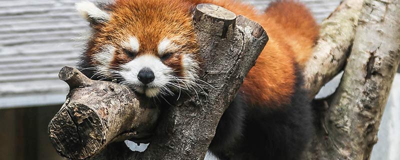 小熊猫是浣熊吗 小熊猫是不是浣熊