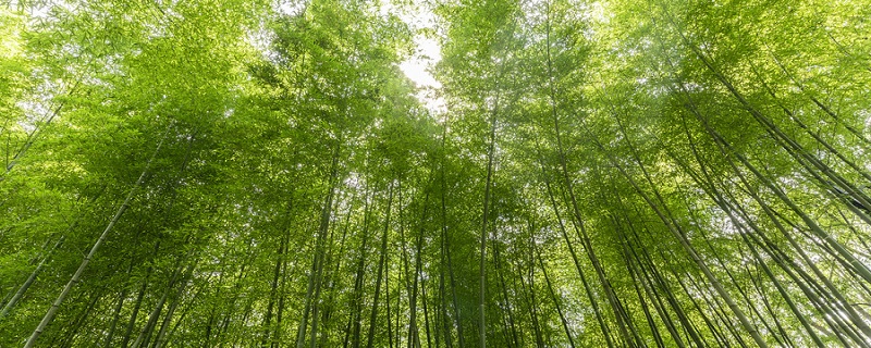 蔡伦竹海在哪里 蔡伦竹海在什么地方