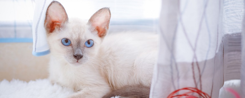 猫九鱼七什么意思 猫九意思是什么