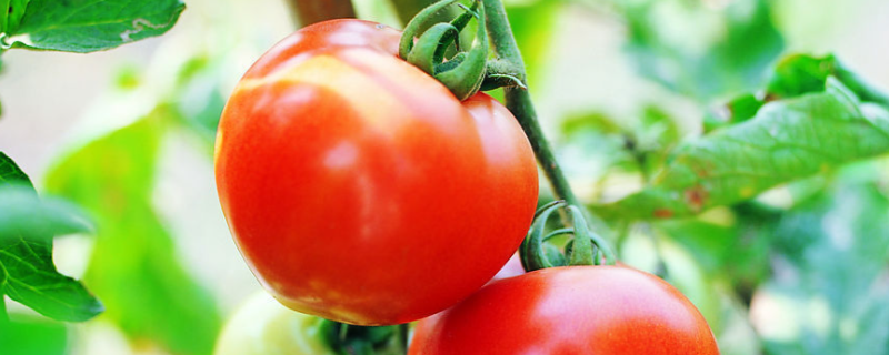 哪些西红柿种子品种好，具体如下
