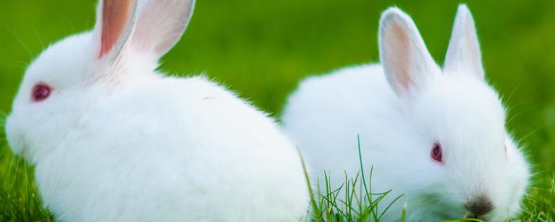 养兔子能赚钱吗