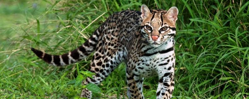 豹猫是几级保护动物，以及它的特征