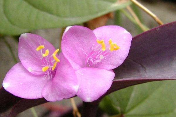紫鸭跖草的种植方法
