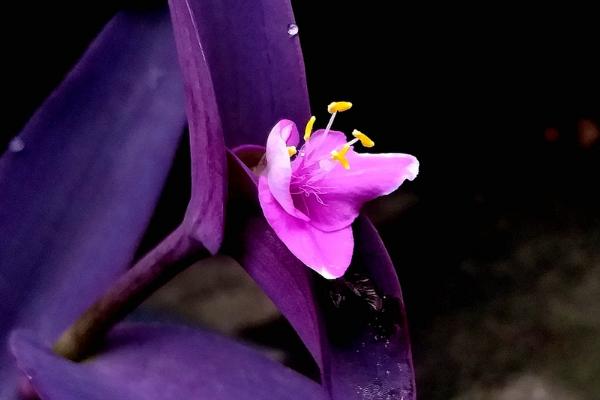 紫鸭跖草的种植方法