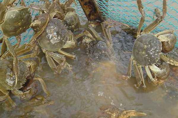 河蟹养殖模式和技术