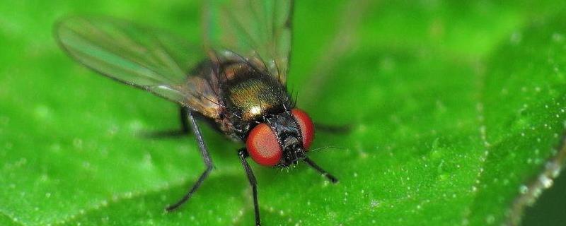 绿头苍蝇，附形态特征及生命周期