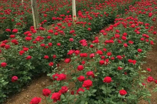 种一亩玫瑰花的成本跟利润