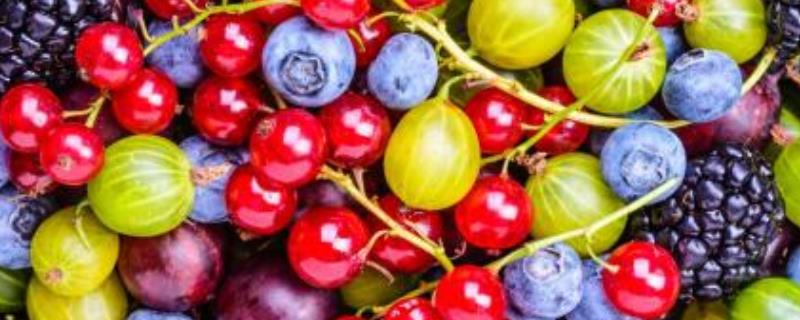 南方水果新品种，分别介绍百香果、黄皮、桑葚、莲雾和八月瓜