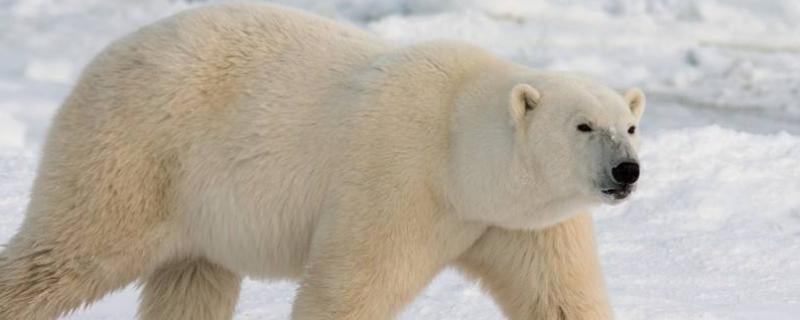 北极熊会冬眠吗，吃什么食物