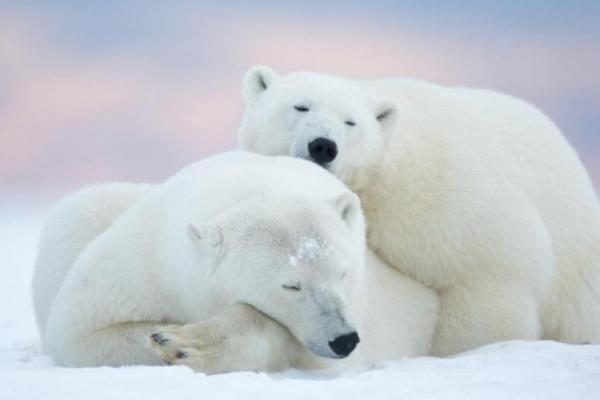 北极熊会冬眠吗