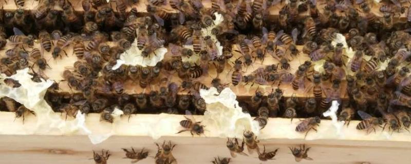 蜜蜂养殖技术要点，附详细介绍
