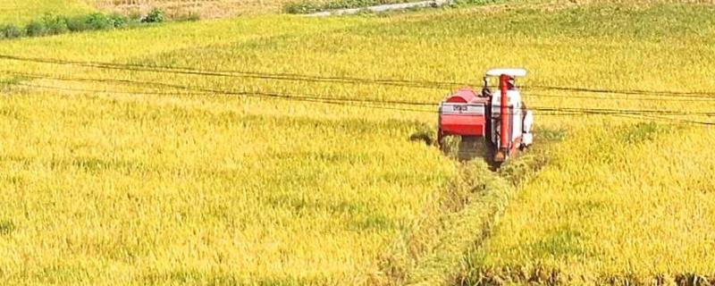 什么时候播种中稻，附中稻的种植方法