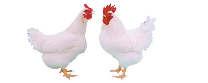 白羽肉鸡养殖技术，根据不同的情况调整养殖密度