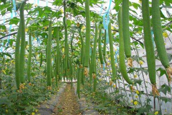 丝瓜种植时间及育苗方法