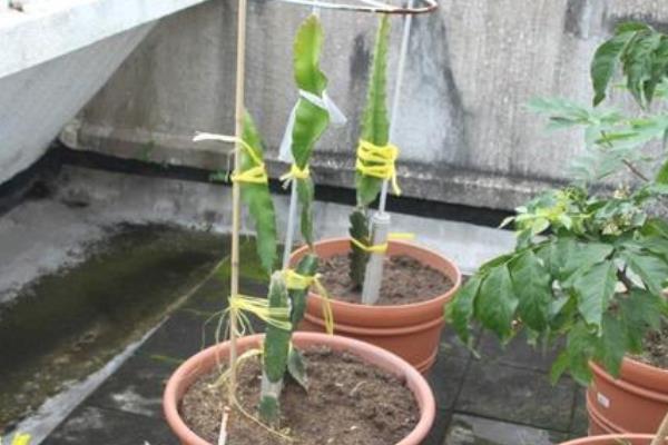 火龙果盆栽种植方法