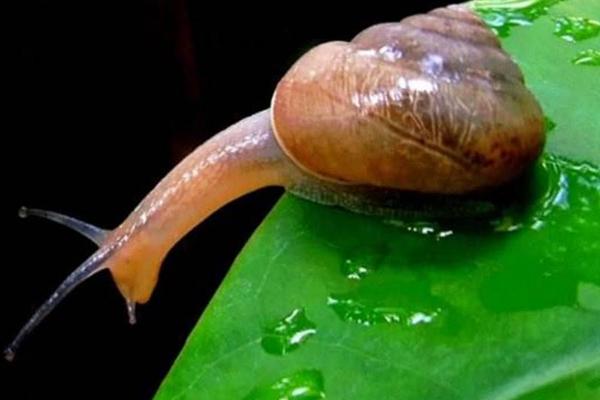 蜗牛蚯蚓混养技术