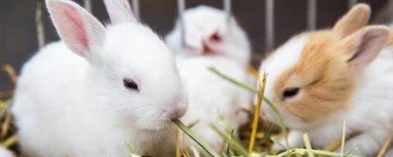 兔子的养殖技术，以及注意事项
