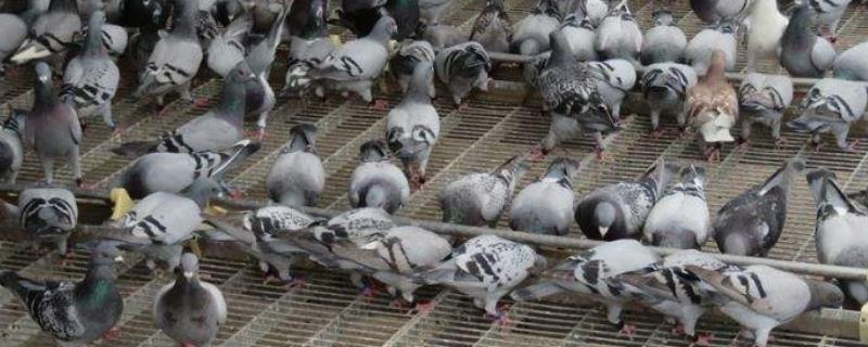 大棚养鸽注意什么，鸽舍可分为群养式和笼养式