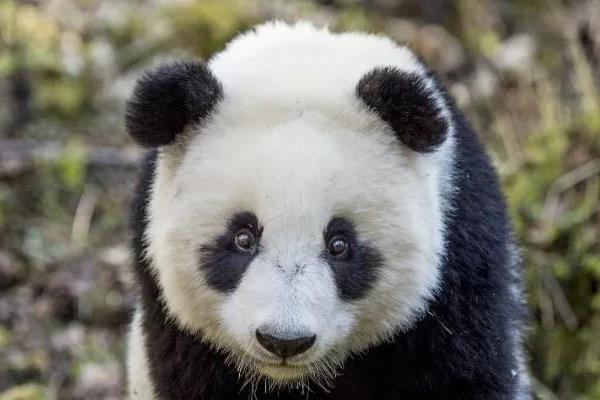 大熊猫吃什么，食量大吗？