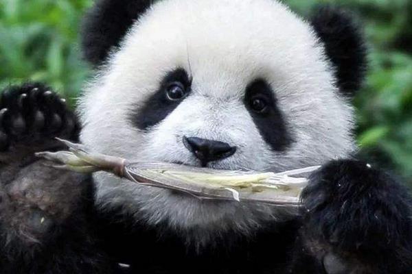 大熊猫吃什么，食量大吗？