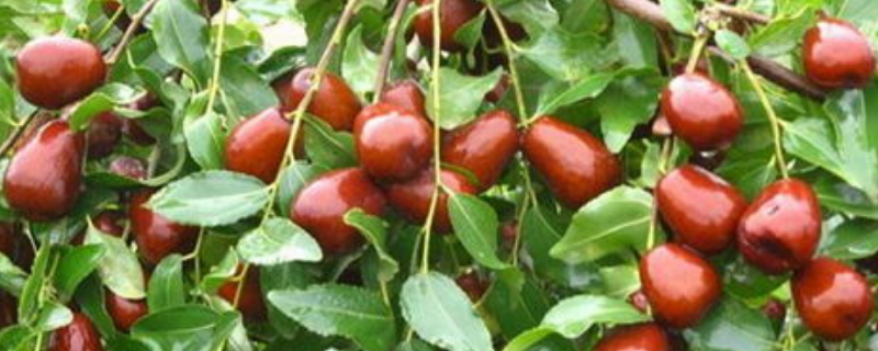 枣树新品种有哪些，附枣树优良品种选定的标准