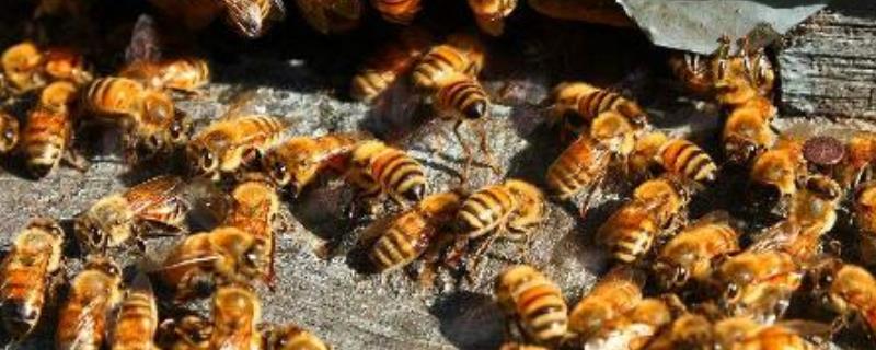 蜜蜂黄曲霉病，附详细介绍