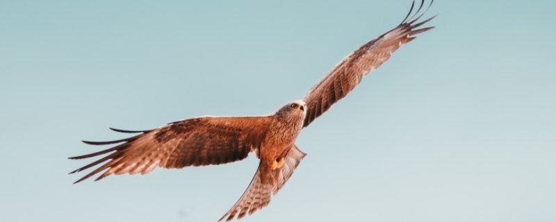 老鹰属于几级保护动物，老鹰主要有哪些种类