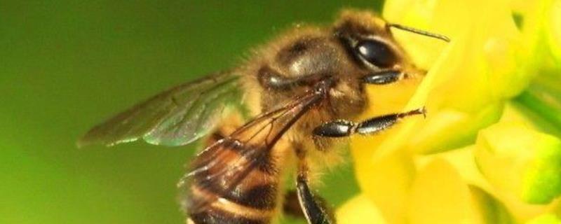 蜂类是怎么划分种类的？详细介绍